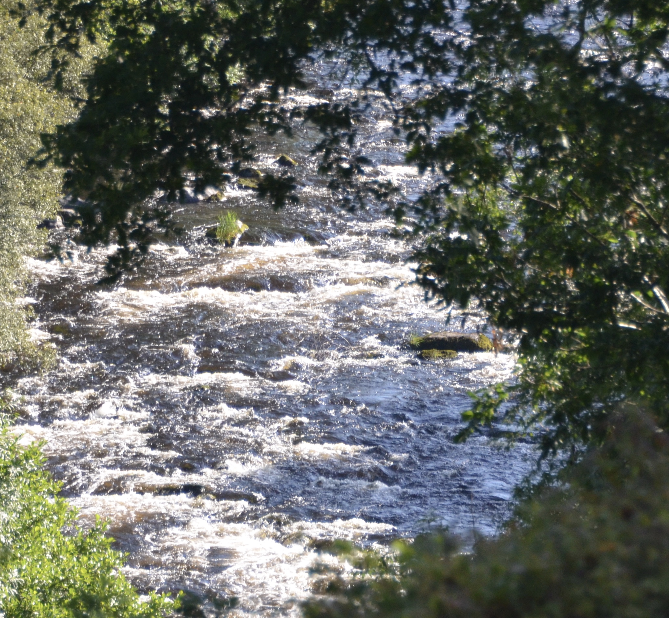 Fast flowing river viewed through trees
